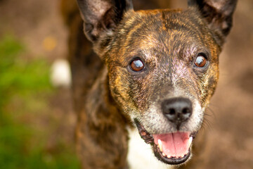 Loyal and trusting - a dog looks at its owner