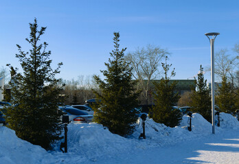 Green fir trees stand in a row in a snowdrift on a sunny winter day
