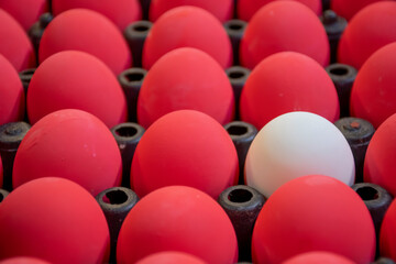 Salted Egg and Scrambled Eggs Pickled Eggs (Thai Language) Colorful Eggs