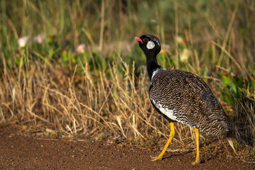 Southern black korhaan or black bustard (Afrotis afra)  Western Cape. South Africa