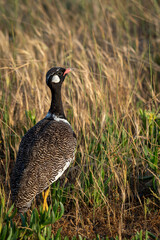 Southern black korhaan or black bustard (Afrotis afra)  Western Cape. South Africa
