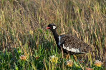 Southern black korhaan or black bustard (Afrotis afra)  Western Cape. South Africa