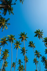 Obraz na płótnie Canvas Coconut palm trees over clear blue sky at sunny summer day on tropical beach