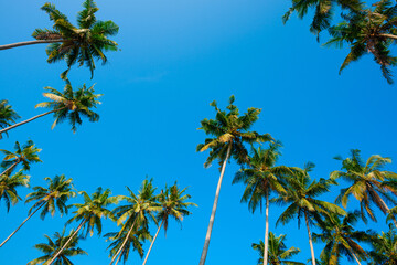 Lush green crowns of coconut palm trees over clear blue sky on tropical beach at summer day