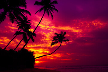 Coconut palm trees silhouettes hanging over the water on tropical ocean beach at vivid colorful sunset