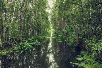 Swamp in the forest