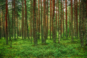 Dark pine forest