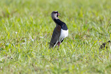 Southern Lapwing (Vanellus chilensis) on a grass field