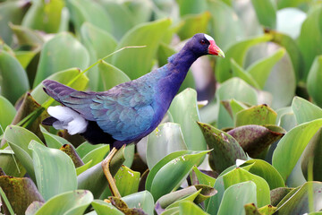 Purple Gallinule (Porphyrio martinica) walking among the aquatic vegetation. water bird