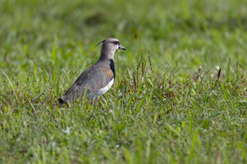 Southern Lapwing (Vanellus chilensis) on a grass field