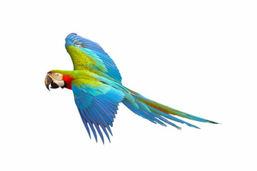 Harlequin macaw parrot flying isolated on white background.