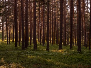 Fototapeta na wymiar Idyllic forest with tall, slender trees and grassy floor
