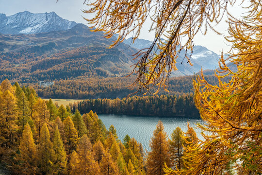 Herbstlicher L&auml;rchenwald am Silsersee, Engadin, Graub&uuml;nden, Schweiz
