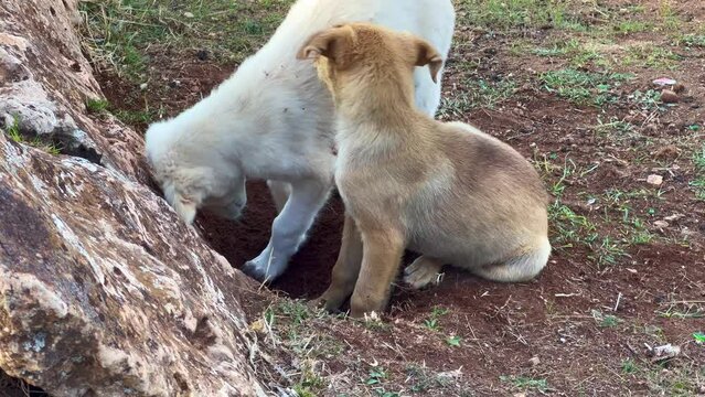 A stray dog digging into the soil in the countryside