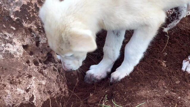 A stray dog digging into the soil in the countryside