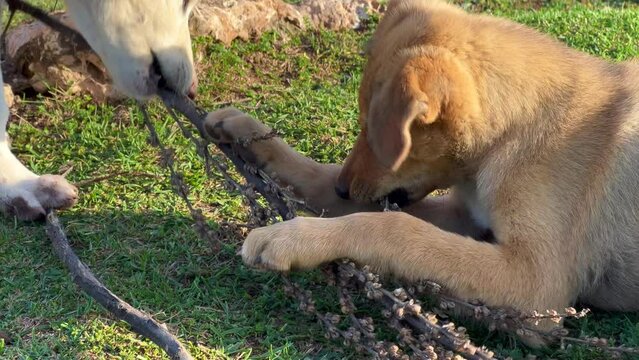Stray dogs playing together in the wild