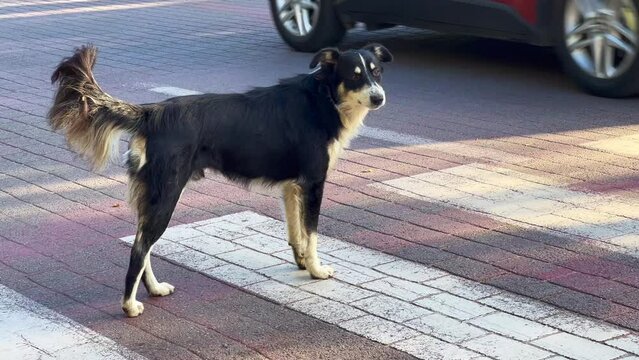Homeless dog standing on the zebra lines