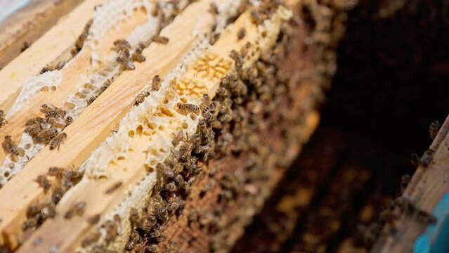 Wooden frames stacked closely to each other in the hive. Bee family crawling inside the opened hive working. Close up. Blurred backdrop.