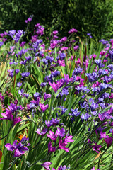 Bed of Baboon flowers, Sydney New South Wales Australia
