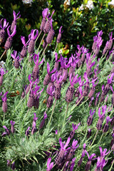 Bed of Topped lavender flowers, New South Wales Australia
