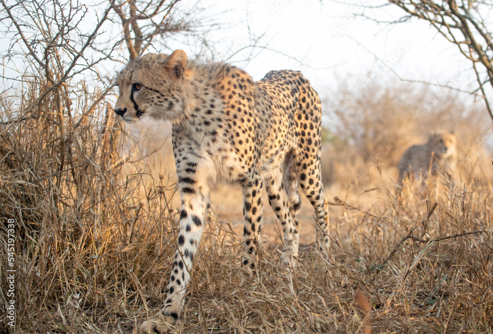 Poster Cheetahs in the bush in South Africa