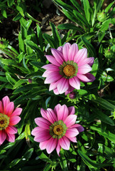 Obraz premium Close up of two pink Treasure flowers, New South Wales Australia 