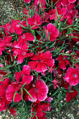 Close up of red China Pink flowers, Sydney New South Wales Australia
