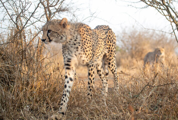 Cheetahs in the bush in South Africa