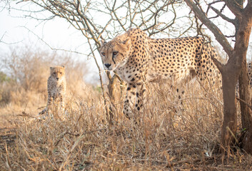 Fototapeta na wymiar Cheetahs in the bush in South Africa