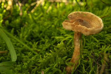One big yellow mushroom grows in the forest in grass and moss
