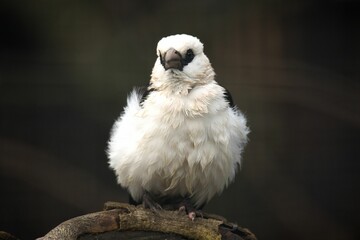 Closeup of a white headed buffalo weaver