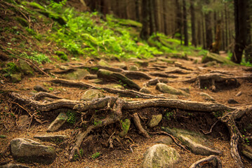 Dark moody forest
