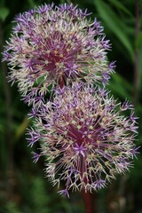 Vertical closeup shot of blooming purple allium giganteum flowers