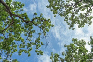 Low angle shot of tall tree branches with green leaves under a blue sky