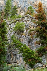 Vertical shot of trees on the rocky mountains