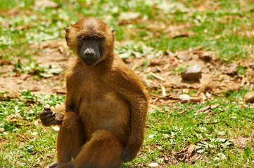 Closeup shot of a brown baboon sitting on the grass in a wildlife sanctuary