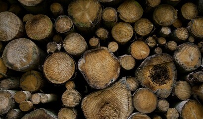Texture of wood logs
