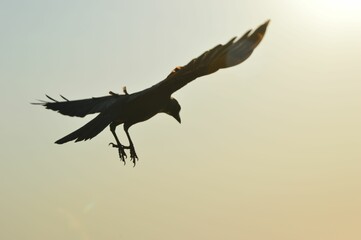 Closeup shot of the silhouette of a crow flying at Marine Drive, Mumbai, Maharashtra, India