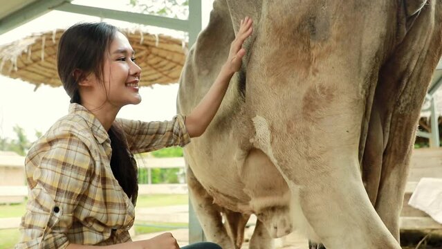 Smile looking at camera happy good mood beautiful picture Asian woman farmer agribusiness agriculture entrepreneurship, cooperatives and dairy cows in good health : Business cow milk production.