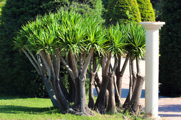 Spineless yucca, or Yucca gigantea, in a public park in Antalya, Turkey - obrazy, fototapety, plakaty