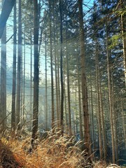 Vertical shot of high trees in a forest under the blue sky and daytime sun