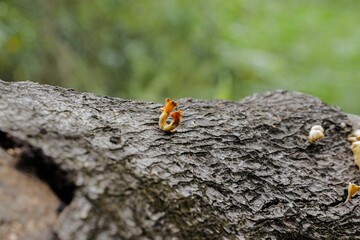 Closeup of wild fungi grown on a tree bark