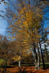 Fototapeta premium trees in autumn