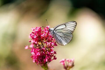 Selective focus shot of a butterfly with clear wings on a pink flower