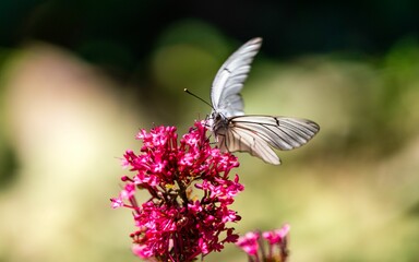 Selective focus shot of a butterfly with clear wings on a pink flower