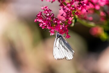 Selective focus shot of a butterfly with clear wings on a pink flower