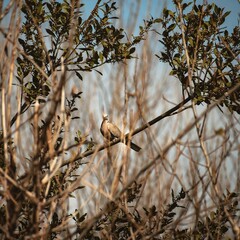 Closeup shot of a Eurasian collared dove, sitting on a branch of a tree, during the sunny day