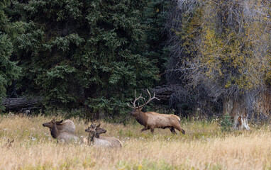 Bull and Cow Elk in the Rut in Wyoming in Autumn