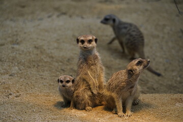 Erdmännchen (Suricata suricatta), captive, Deutschland, Europa