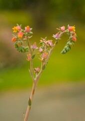 Selective focus of a blooming echeveria flowers (echeveria imbricata)